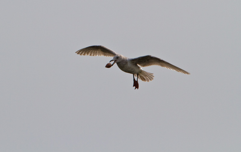 Gull Dropping Clam